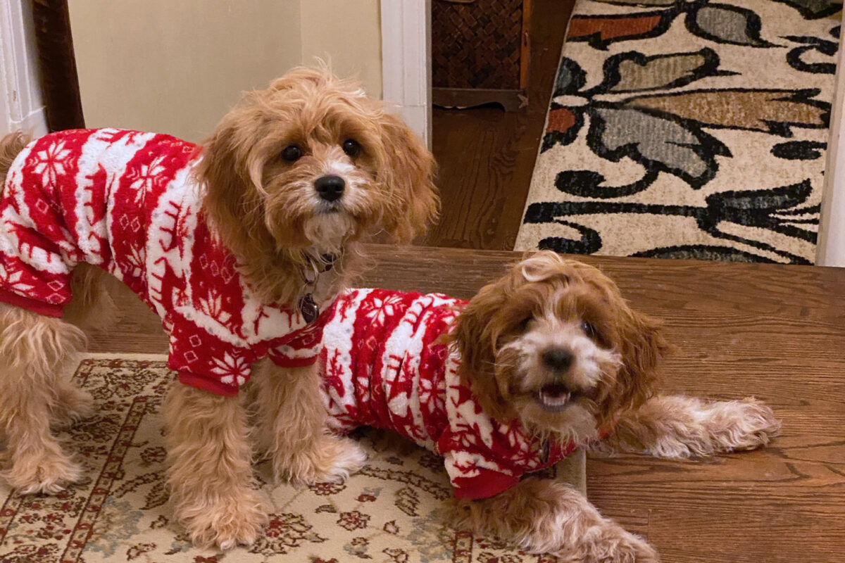 Two dogs in sweaters.