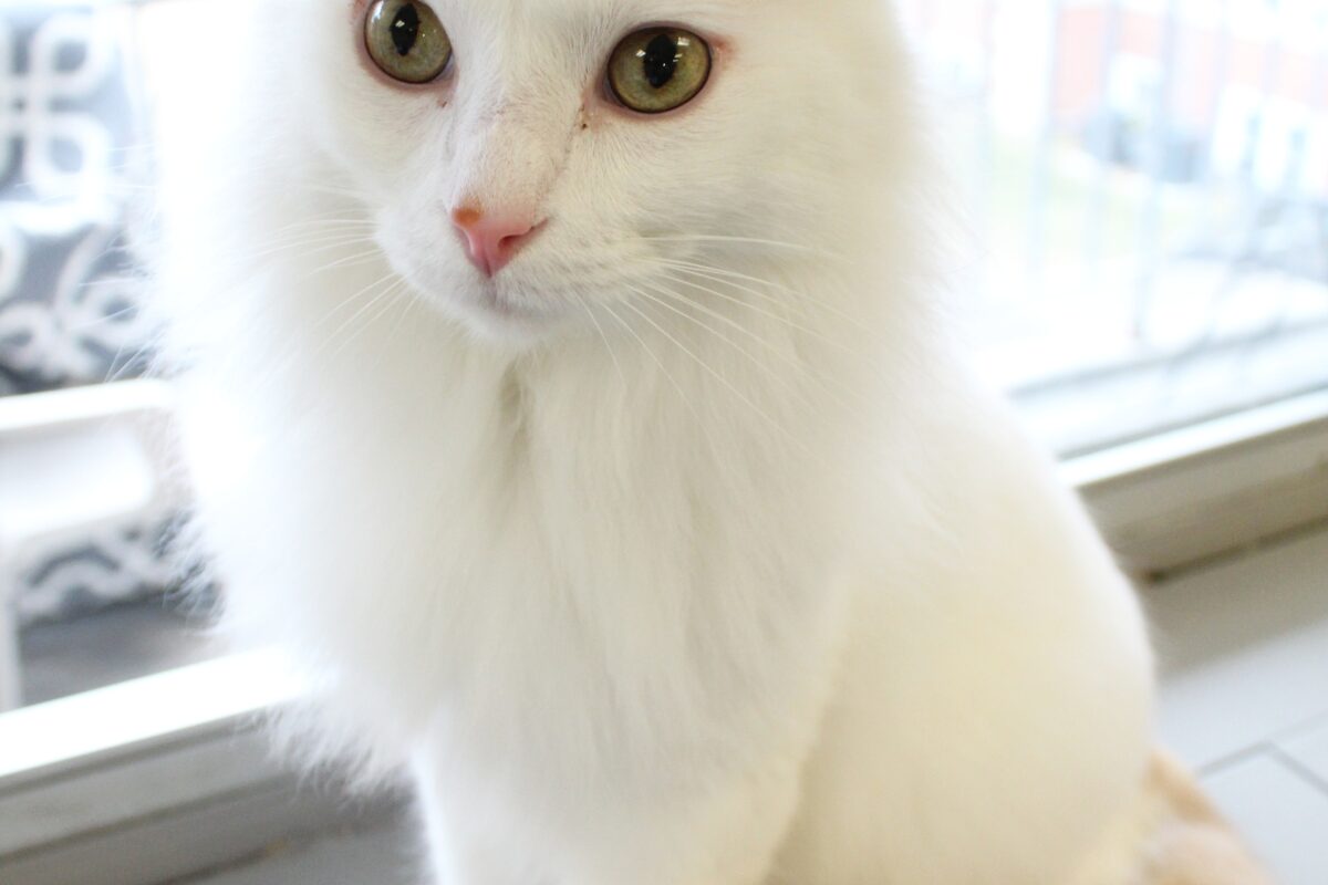 A very fluffy white cat.