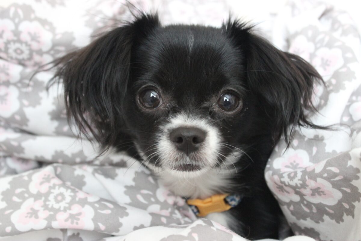 Ellie is a small black and white dog, possibly a Papillon.