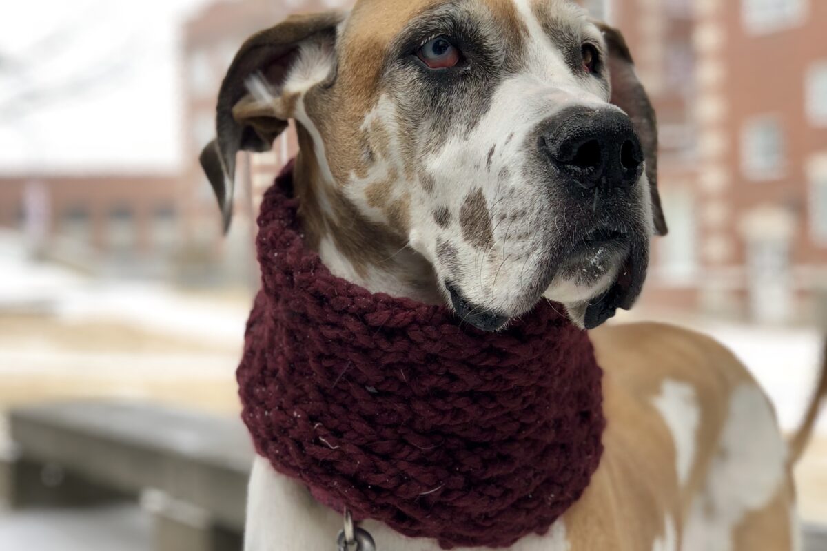 This dog is wearing a very nice knitted scarf.