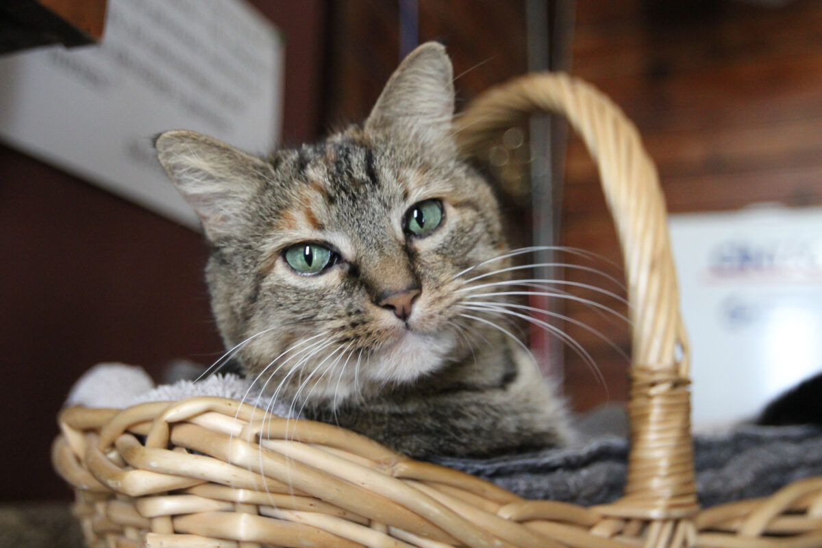 A happy cat in a basket.