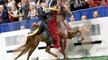 Stephens College Alumna Susan Swope ’81 Wins Prestigious Five-Gaited World’s Grand Championship