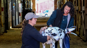 Announcing a New On-Campus Small Animal Therapy Services Through Partnership with Kuehler Veterinary Services