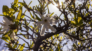 Meet Our Student Ambassadors