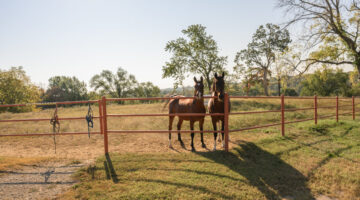 Show‑Me State Games Debuts Western Horse Show at Stephens College