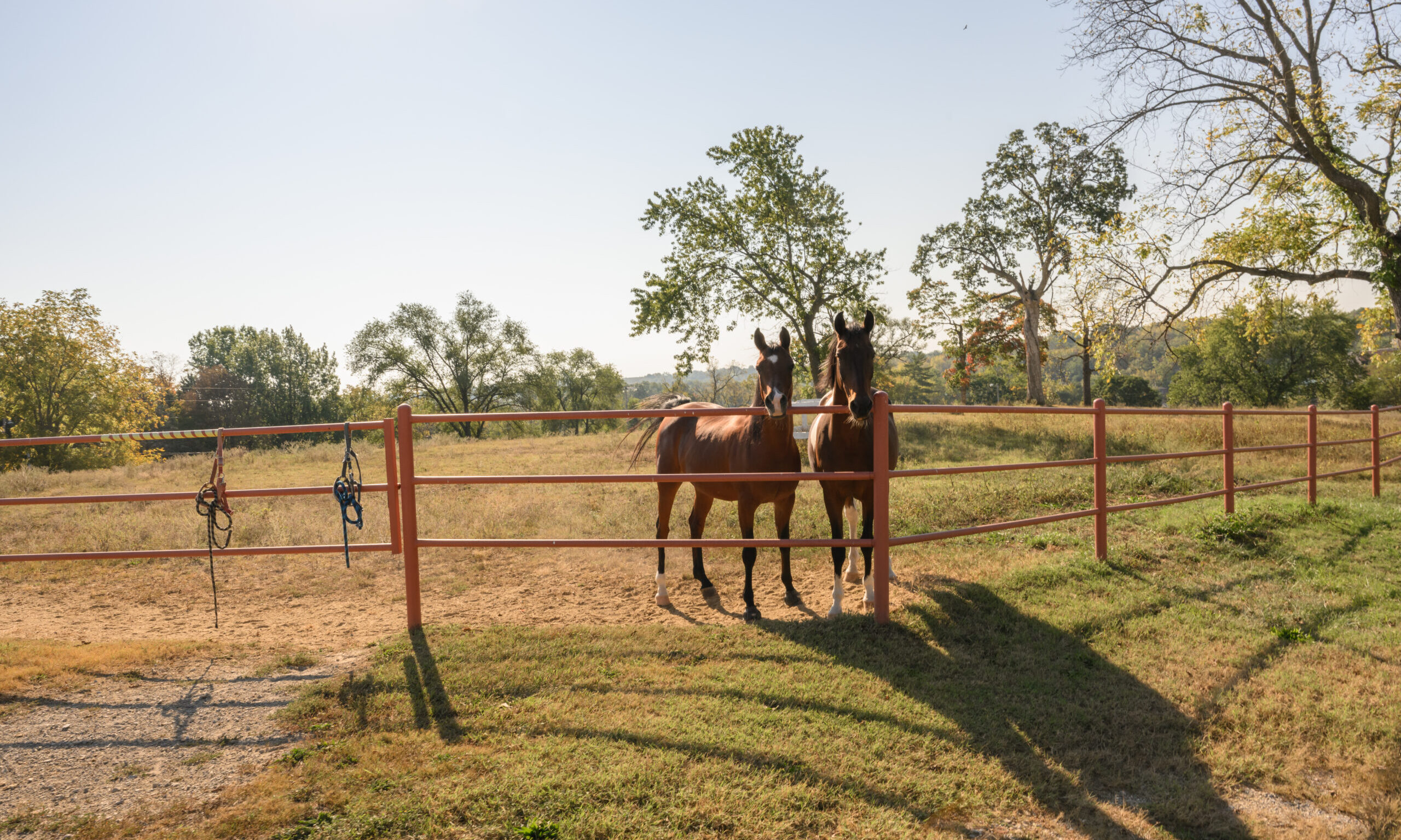Horses at the Stephens College Equestrian Center.