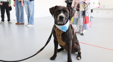 Training for a Second Chance: Inside Stephens’ Paws for Performance Event 